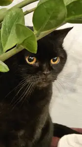 Leentje 02 - New cat in town